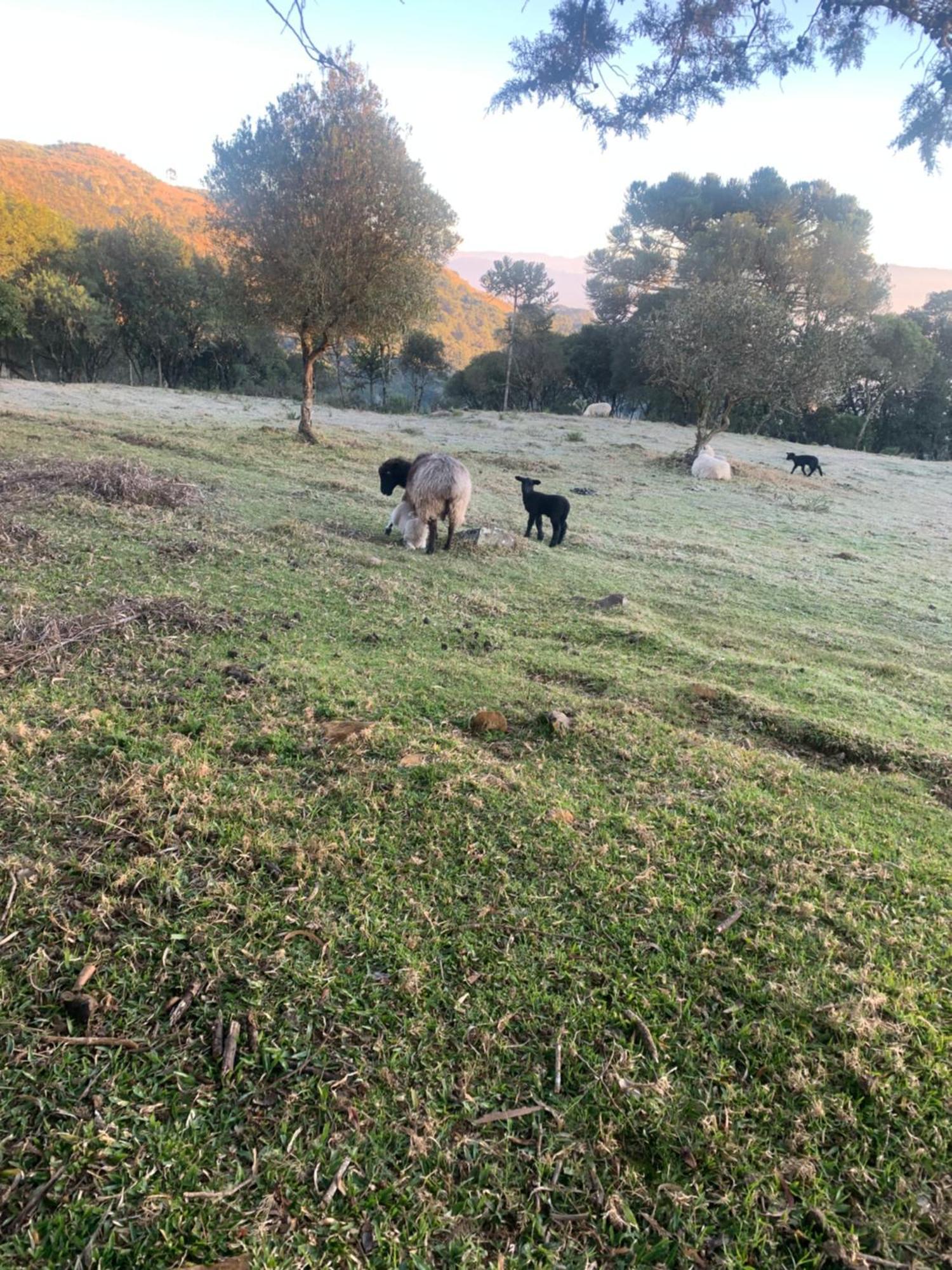 Pousada Fazenda Paim Sao Jose dos Ausentes Εξωτερικό φωτογραφία